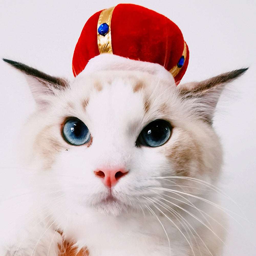 Curly Hair Pet Hat Cat Funny Dress Up Pet Products